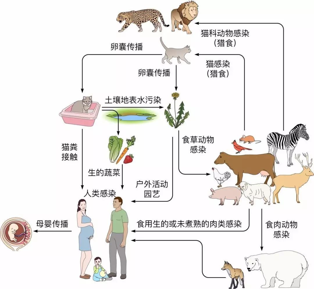 关于弓形虫病 你需要了解的知识健康教育 首都医科大学附属北京朝阳医院